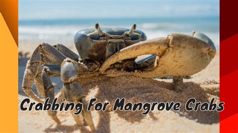 Crabbing For Mangrove Crabs Caroni Bird Sanctuary Trinidad Blue Crabs