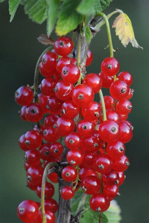 Currant Fruit Berry Red Free Photo On Pixabay Pixabay