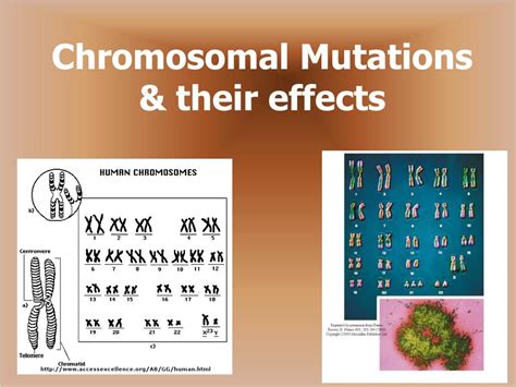 PPT - Chromosomal Mutations & their effects PowerPoint Presentation ...