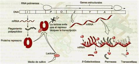 Control de la expresión génica por proteínas operones y microARN