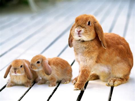 Insight Rabbit Breeding Rabbits Dos And Donts When You Breed Rabbits