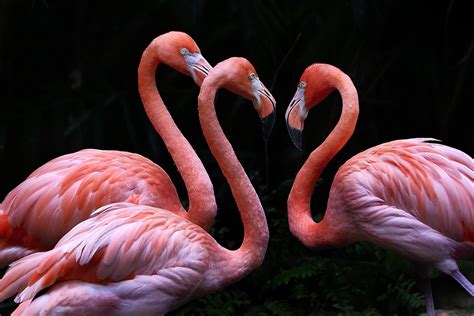 3 Flamingo on Black | Getty Images Gallery