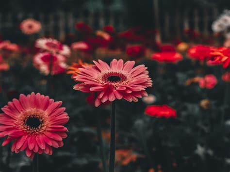 Fondo De Pantalla Gerbera Flor Stem Hd Widescreen Alta Definición