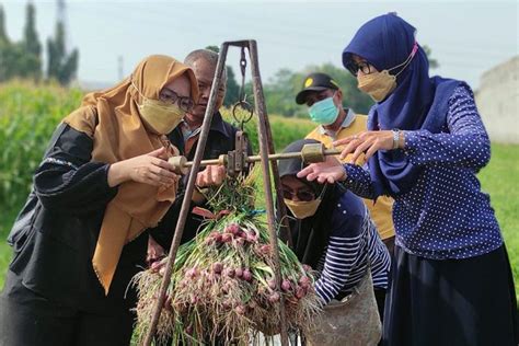 Duta Petani Milenial Kota Kediri Berhasil Panen Bawang Merah Super