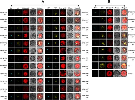 Subcellular Localization Of The Osofps Protoplast Transient Expression