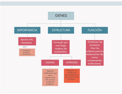 Mapa Conceptual De Genes Biolog A V Prepa Unam Studocu