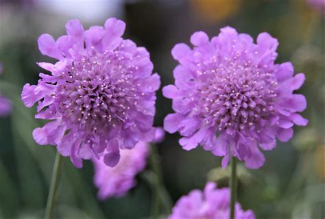 Scabiosa Columbaria Pink Mist Pbr Proctors Nursery