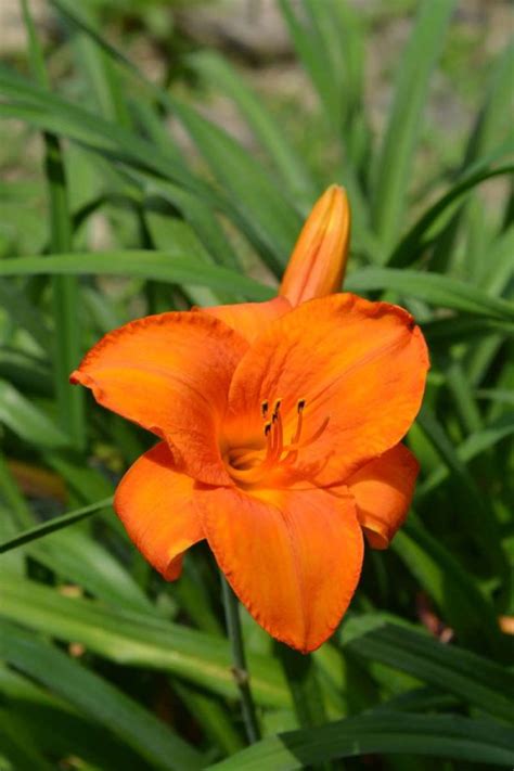 Hemerocallis Mauna Loa Daylily Mauna Loa New York Plants Hq