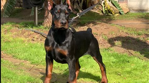 4 Month Old European Doberman Youtube