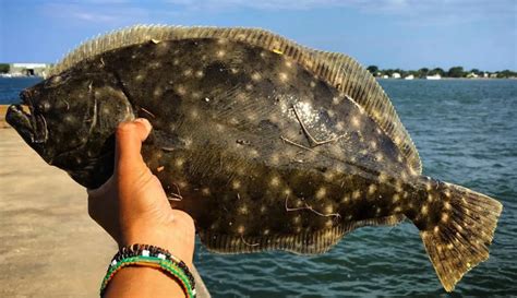 The Essentials Of Surf Fishing For Flounder Tips To Target Flatfish