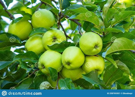 Apple Tree Branch With Green Apples On A Blurred Background During