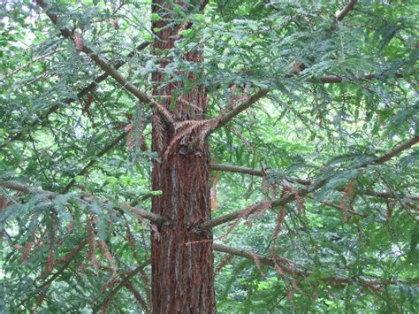 Photographie de Séquoia toujours vert sequoia sempervirens