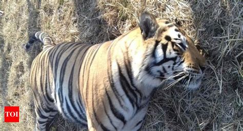 Shahdol Tiger Death Madhya Pradesh Tiger Found Dead In Shahdol Toll