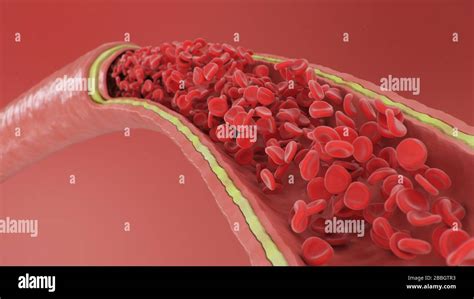 D Illustrazione Dei Globuli Rossi All Interno Di Un Arteria Vena