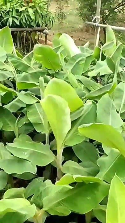 Tissue Culture Banana Plant🍌🍌🍌🍌 Youtube