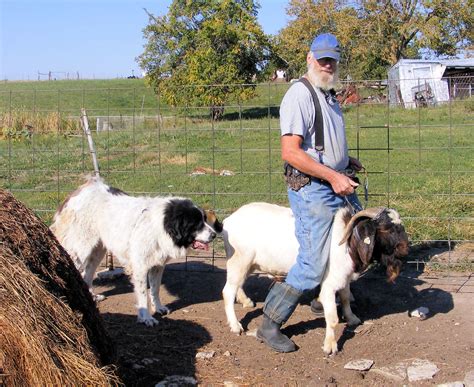 Riding A Billy Goat Leading A Hound Inspired By Flickr