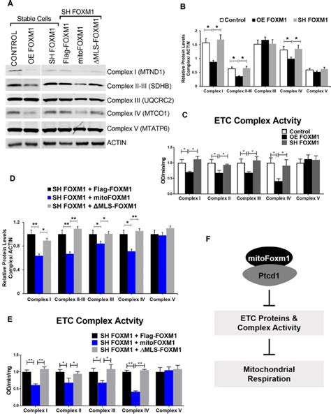 Mitochondrial FOXM1 Decreases ETC Complex Protein Levels And Activity