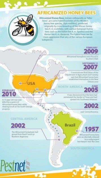 Africanized Honey Bee Hybrid History Unveiled