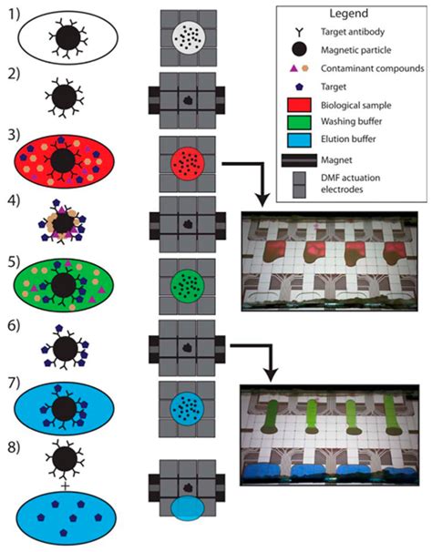 Proteomes Free Full Text Proteomics Methodologies The Search Of