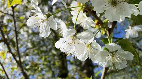 Free Images Tree Nature Branch Fruit Sunlight Flower Bloom