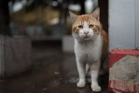 So Much Love To Give How Communities Can Help Feral Cats And Strays