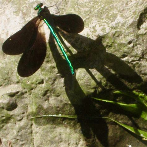 Dragonflies and Orchids: Wilket Creek and Toronto Botanic Garden ...