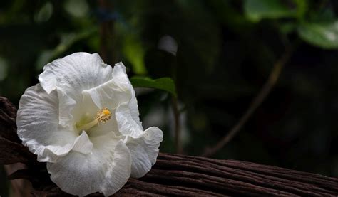 Hibiscus Plant Care Hibiscus Tree Growing Guide Gardendi