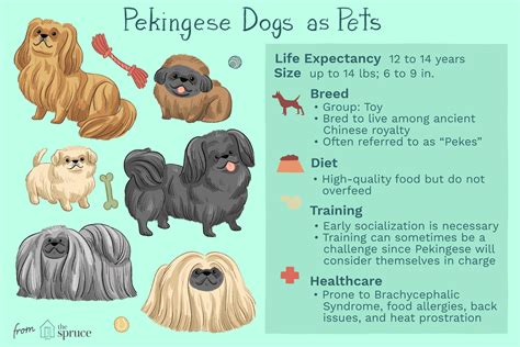 The Pekingese Dog Breed