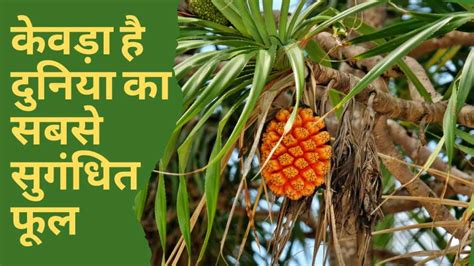 Kewra Plant- सबसे सुंगधित फूल केवड़ा ऐसे लगाएं, महक उठेगा आंगन - The ...