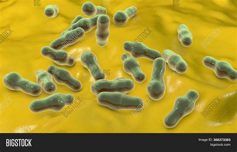 Spore Forming Bacteria Examples Neryneo