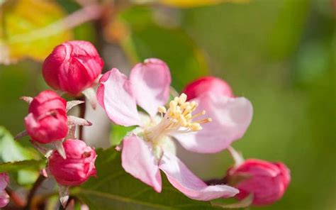 Different Types of Flowering (Ornamental) Crabapple Tree Varieties ...