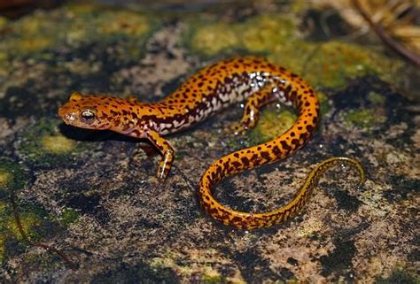 15 Facts About The Long Tailed Salamander