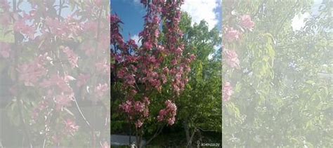 Саженцы крупномеры купить в Челябинске | Товары для дома и дачи | Авито