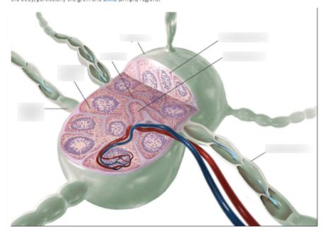 Portage Learning A Pii Module Lymph Diagram Quizlet