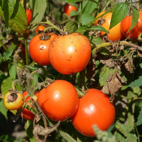 How To Stop Blight By Growing Blight Resistant Tomatoes