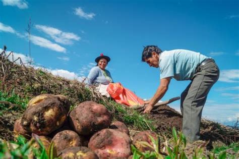 Día Nacional de la Papa Perú tiene más de 3 500 variedades de este