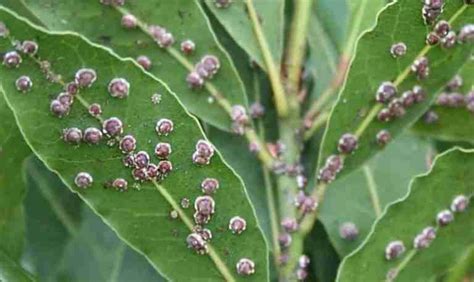 Cocciniglia Sullalloro Come Eliminarla Coltivazione Biologica