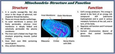 Structure And Function Of A Cell And Its Organelles Selftution