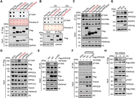 PPP2CB Phosphatase Is Required For Dephosphorylation Of G9a On T1045