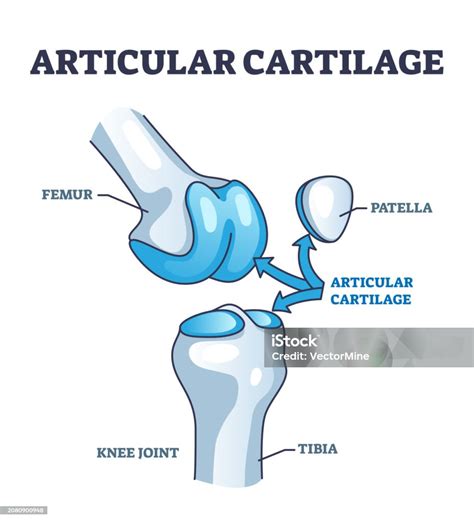 Vetores De Estrutura E Localização Da Cartilagem Articular No Diagrama De Contorno Articular Do