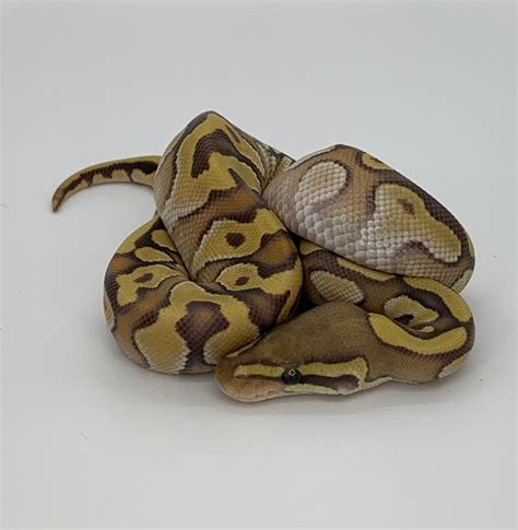 Butter Enchi Ghost Ball Python By Ring Reptiles Morphmarket