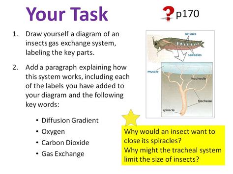 Gas Exchange In Insects Ocr As A Level Biology Teaching Resources