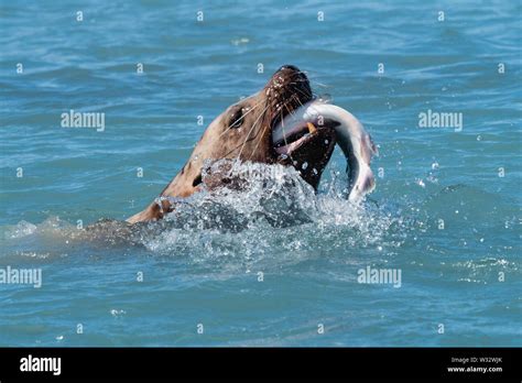 Hatchery Fish Hatchery Salmon Hi Res Stock Photography And Images Alamy