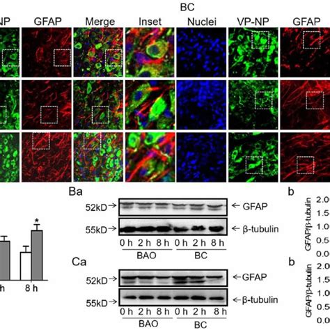 Effects Of BAO On GFAP Expression In VP Neurons A Representative