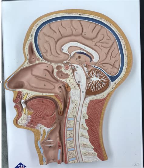 Respiratory System Head Model Diagram Quizlet