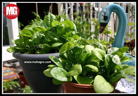 How to Grow Spinach in Pots? – MahaGro®