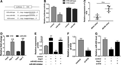 Lncrna H Was The Target Of Mir A The Predicted Complementary