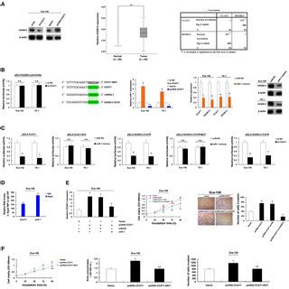 Expression Of Colon Cancer Associated Transcript Ccat In