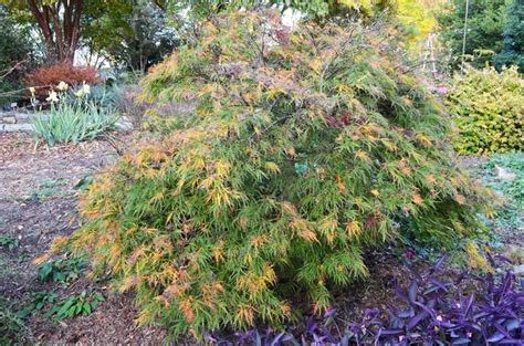 Acer Palmatum Var Dissectum Waterfall Waterfall Laceleaf Japanese