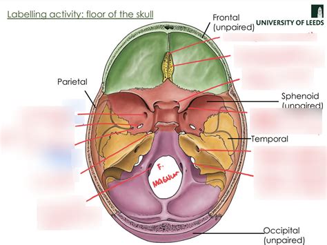 Foramina Of Floor Of Skull Diagram Quizlet